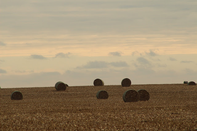 Bales in a field