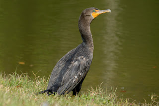 Double-crested Cormorant