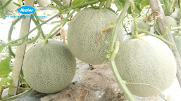 Tips SUKSES PEMUPUKAN TANAMAN MELON LENGKAP, HASIL PANEN MAKSIMAL!