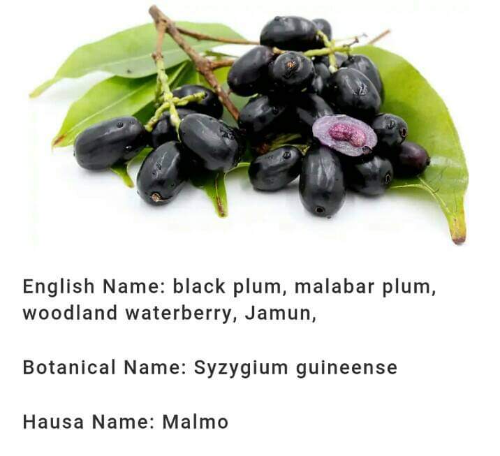 (Hausa: Malmo) - (English: Black Plum/Malabar Plum/Woodland Waterberry/Jamum) - (Botanical: Syzygium Guineense)