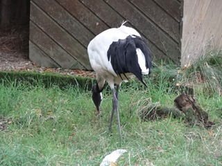 2016.07.31-034 grue du Japon