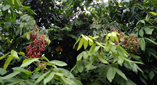 bentuk daun katilayu