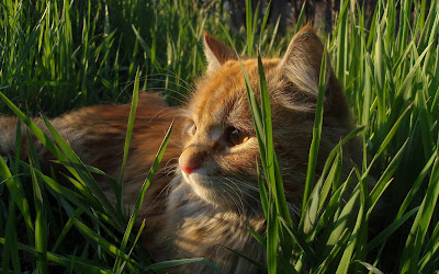 cat in grass widescreen hd desktop background wallpaper