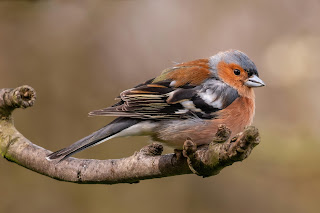 Chaffinch DFBridgeman