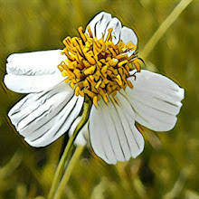 Aceitilla | Bidens Aurea ¿Para Que Sirve?