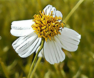 Aceitilla | Bidens Aurea ¿Para Que Sirve?