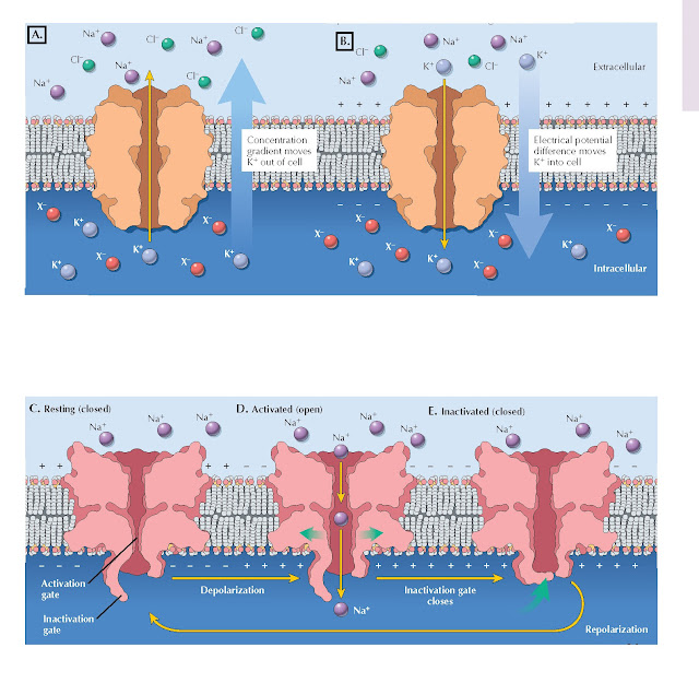 NEURONAL MEMBRANE POTENTIAL AND SODIUM CHANNELS