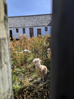 Bird At Louisbourg Fortress, Cape Breton Island