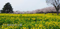 [写真] 昭和記念公園の桜がすごい…！