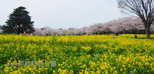 昭和記念公園の桜がすごい…！