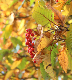 berries fruit Autumn fall 