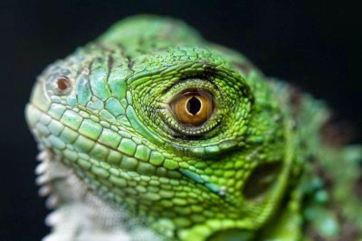 iguana hutan