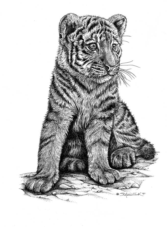 07-Baby-tiger-Animal-Drawings-Stefanie-Clark-www-designstack-co