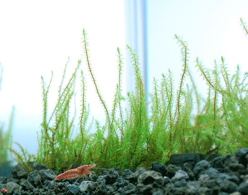 エビ水槽のレイアウト 実践 エビ水槽のレイアウト 実践
