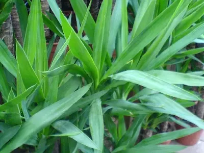 Yucca Elephantipes