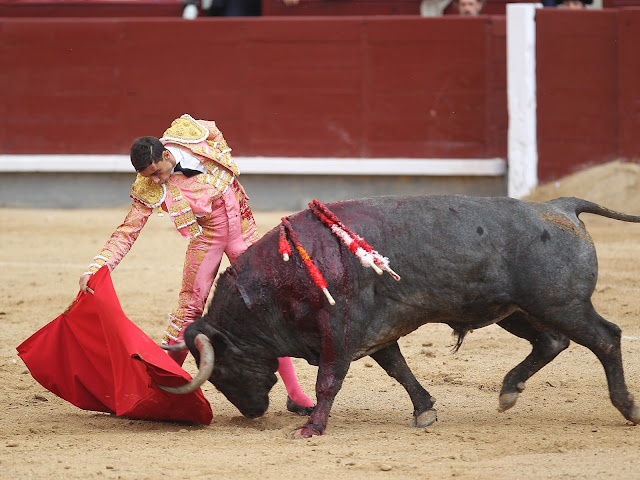 TORERO Bulllfighter Paco Ureña in pink costume