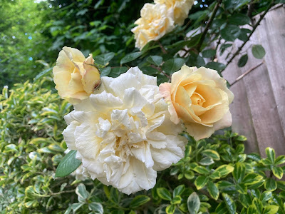 Pale yellow roses