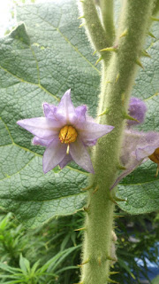 flor de lulo naranjilla