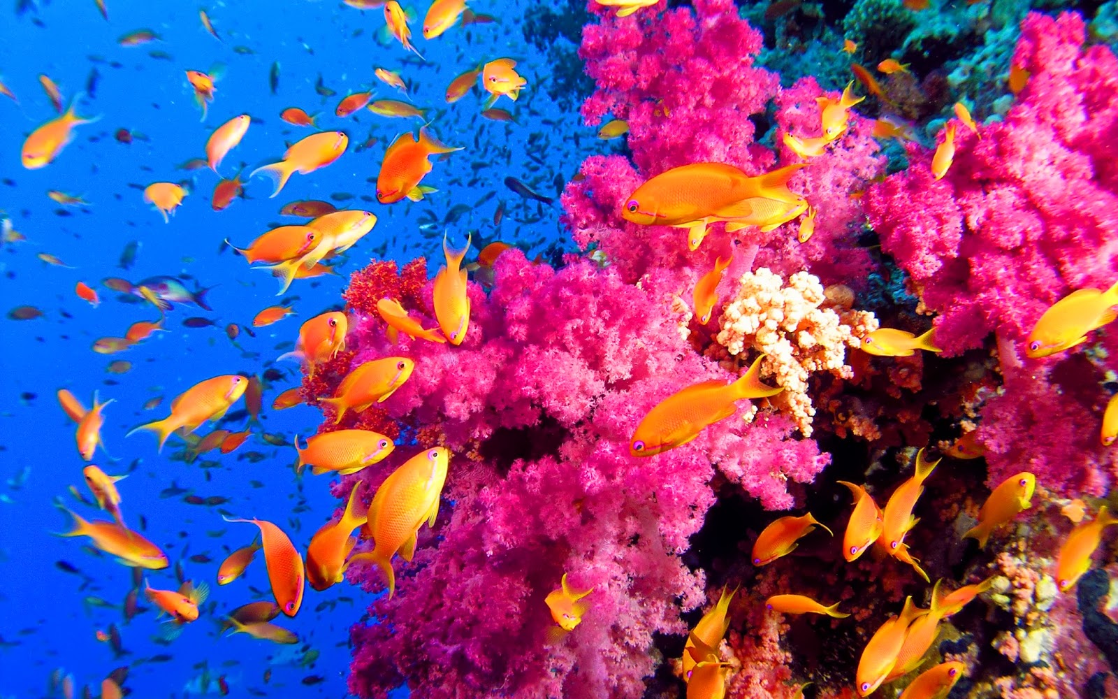 Genesis Nature Blog: Coral Reef Habitats