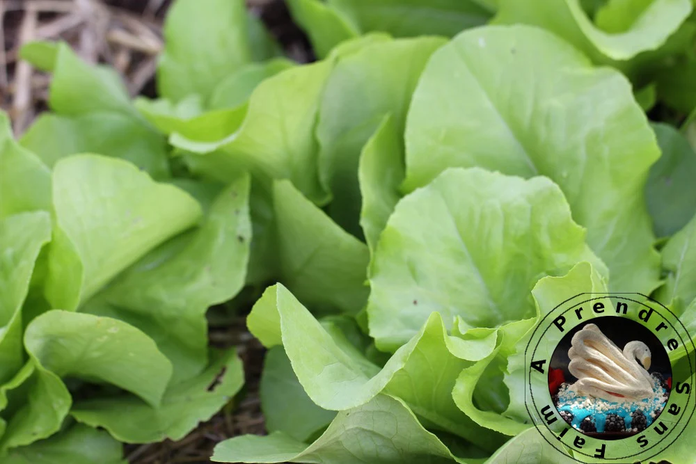 Tout savoir sur les salades (pas à pas en photos)