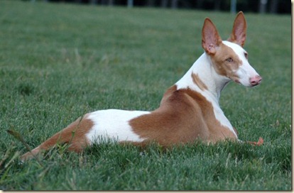 raza de perros de casa12