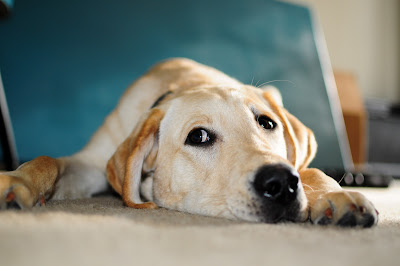 Bob laying on the floor with his head in between his paws. He is looking up slightly and to his right so you can see the lower border of white around his eyes. He looks like he is thinking about something