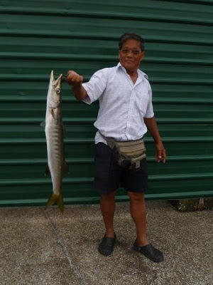 Barracuda also know as Saw Kun 沙君 or Ikan Kacang weighing 4kg plus Caught by Ah Ling At Woodland Jetty