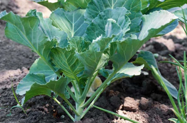 Which Varieties of Cabbage Can You Grow in Your Kitchen Garden