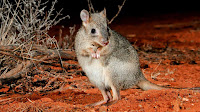 Woylie animal pictures_Bettongia penicillata