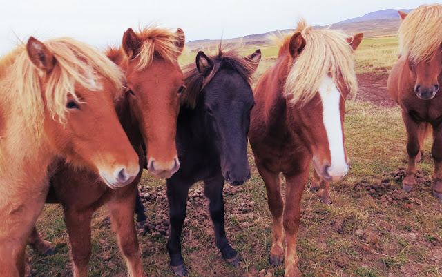 Icelandic Horses