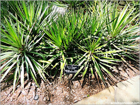 Fort Worth Botanic Garden: The Cactus Garden