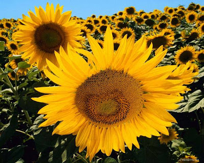 sunflower pictures