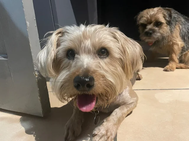 Male Yorkie