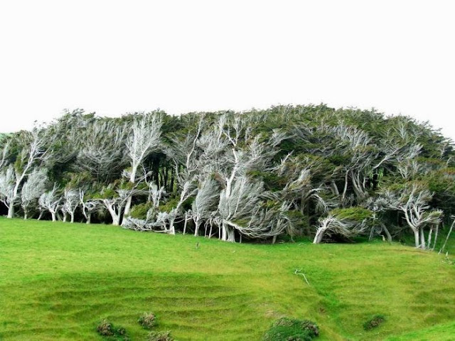 Slope Point's Trees