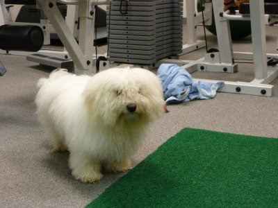 Fluffy white office dog