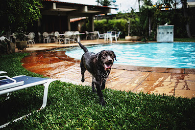 A photo of a dog next to a swimming pool. The dog is soaked in water and has obviously just gotten out of the pool.