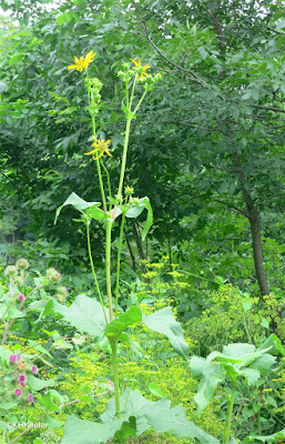 compass plant, Silphium perfoliatum