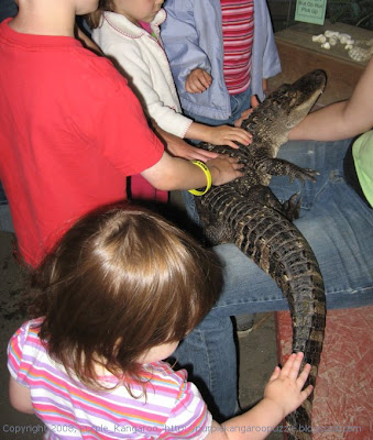 petting an alligator