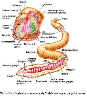 Sistem Peredaran Darah Tertutup pada Cacing