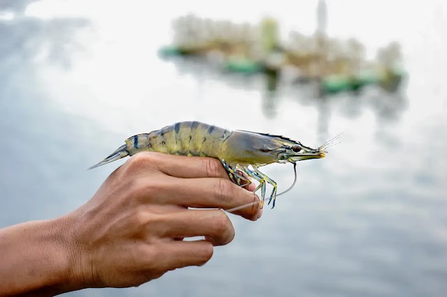 22 Tambak Udang di Tambora, 3 Tahun Beroperasi, Keuntungan Buat Pemkab Bima?