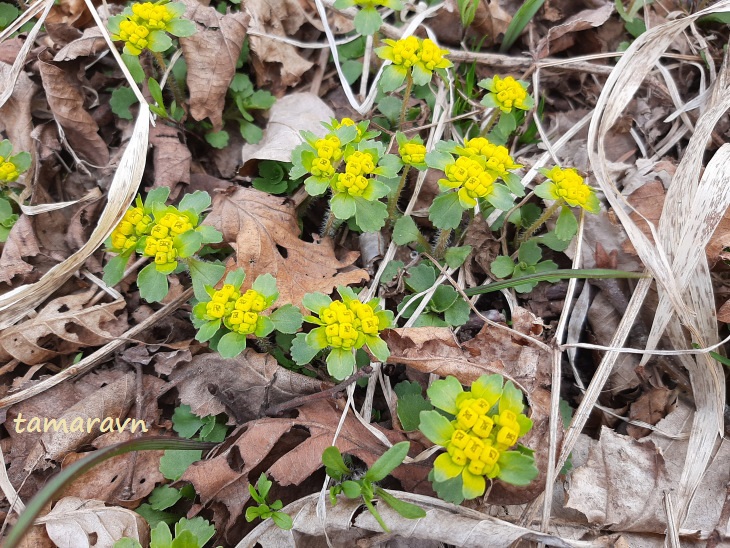 Селезёночник волосистый (Chrysosplenium pilosum)