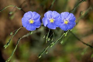 hegyi len (L. austriacum)