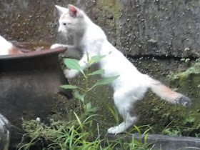 Foto-Foto Anak Kucing Lucu di Luar Jendela Kamar Kost Gue 03
