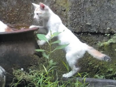 Foto-Foto Anak Kucing Lucu di Luar Jendela Kamar Kost Gue 03