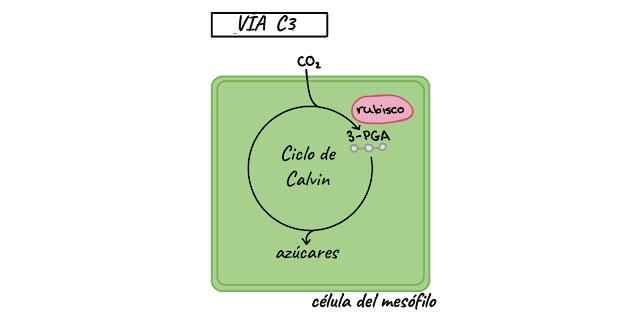 Clasificación de PLANTAS respecto a los requerimientos de LUZ