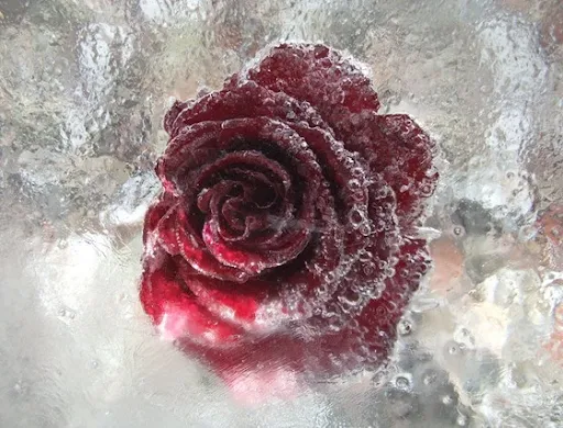 250010-Ice_Rose_2_by_elissadido