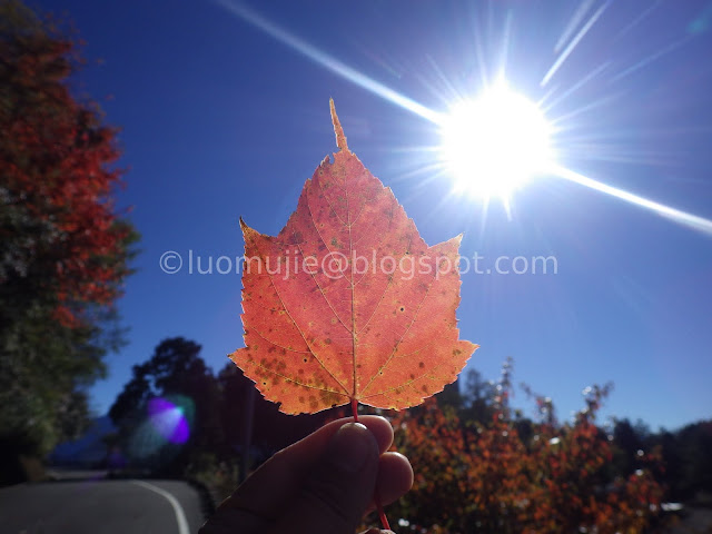 Alishan maple autumn foliage