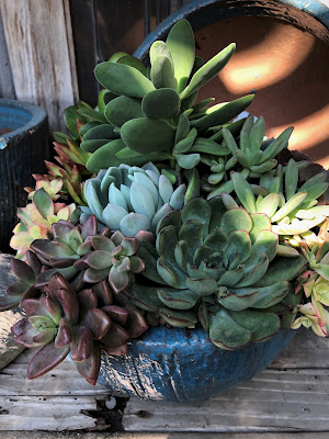 succulents in blue pot