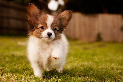 Top 10 Worlds Smartest Dog Breeds the papilon