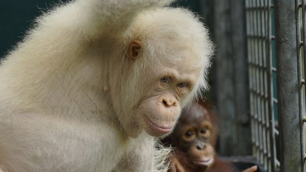orangutan albino